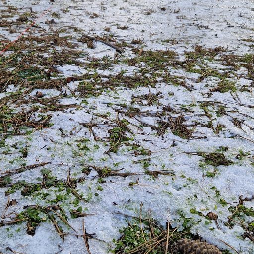 Gemeinschaftsgarten Wiener Neustadt